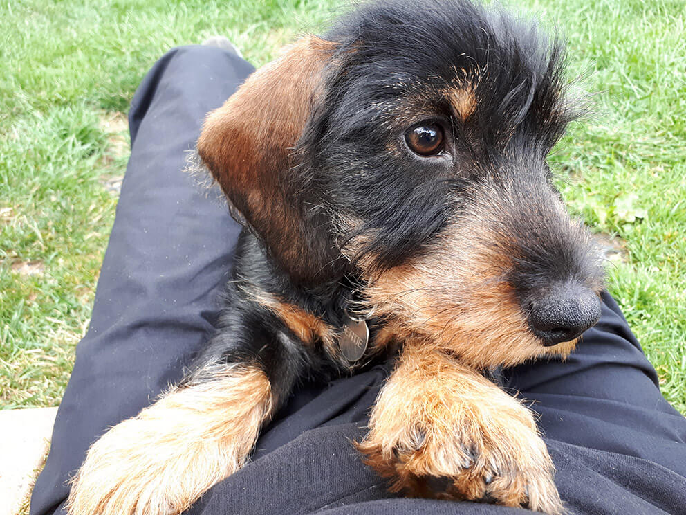 dog kennels Framsden