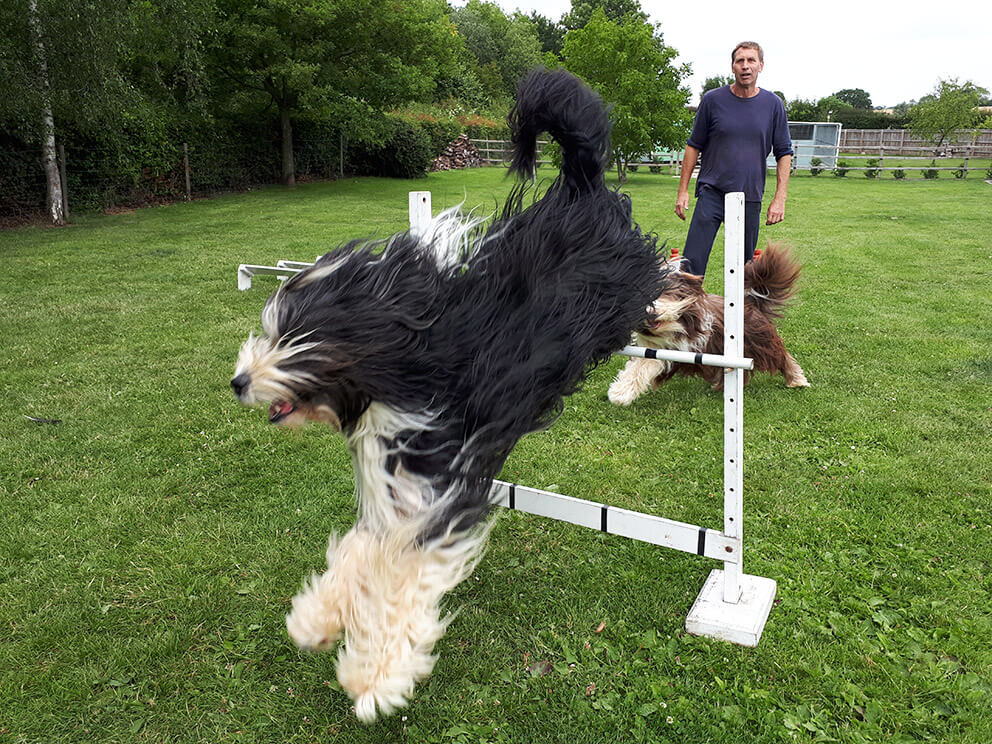 dog training Suffolk