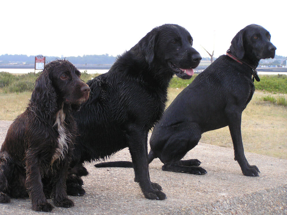 dog kennels