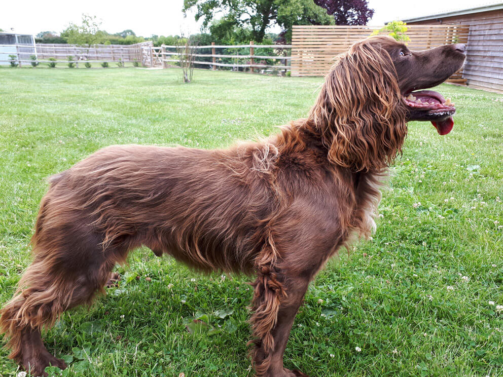 Boundary Kennels Suffolk