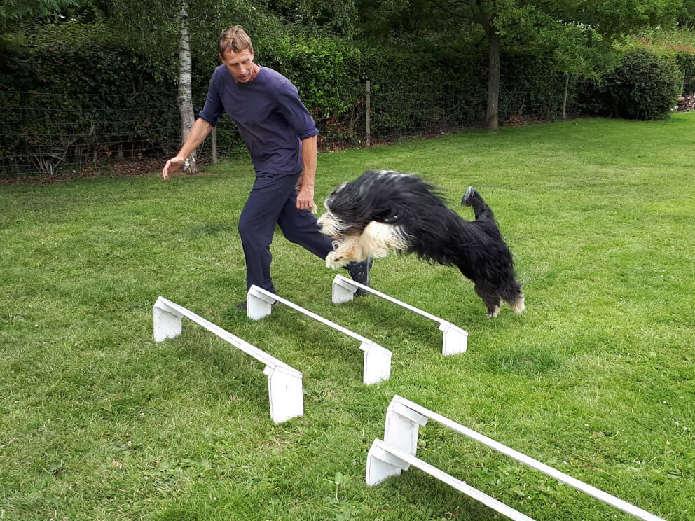 dog training