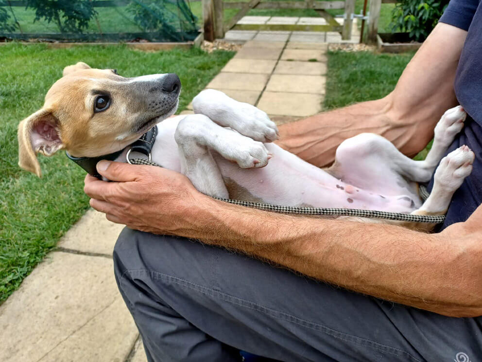 dog training Framsden